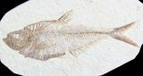Detailed, Diplomystus Fossil Fish - Wyoming #63951-1